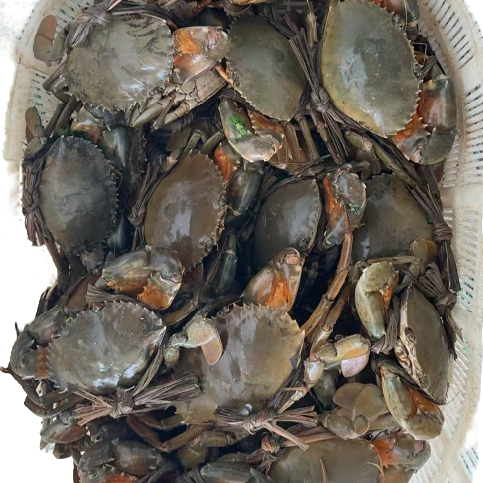 现抓现称青蟹链接（勿拍）