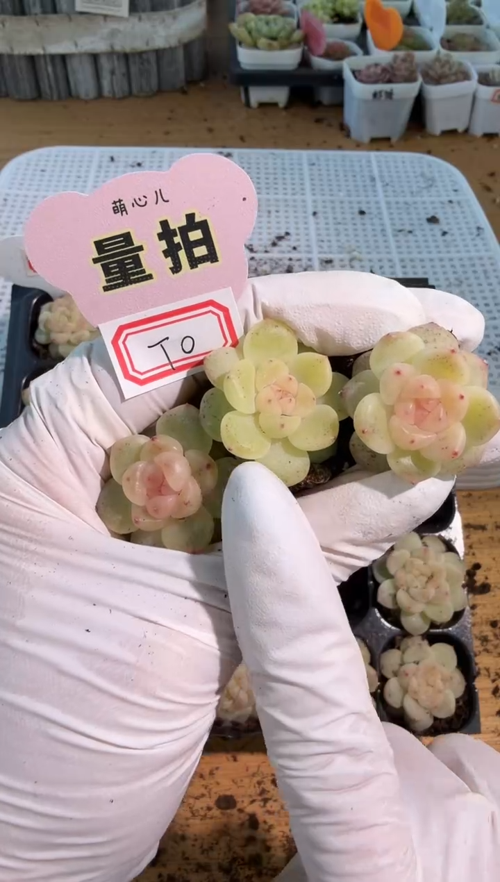 T0单双混 3颗量拍混发 满9.9包邮