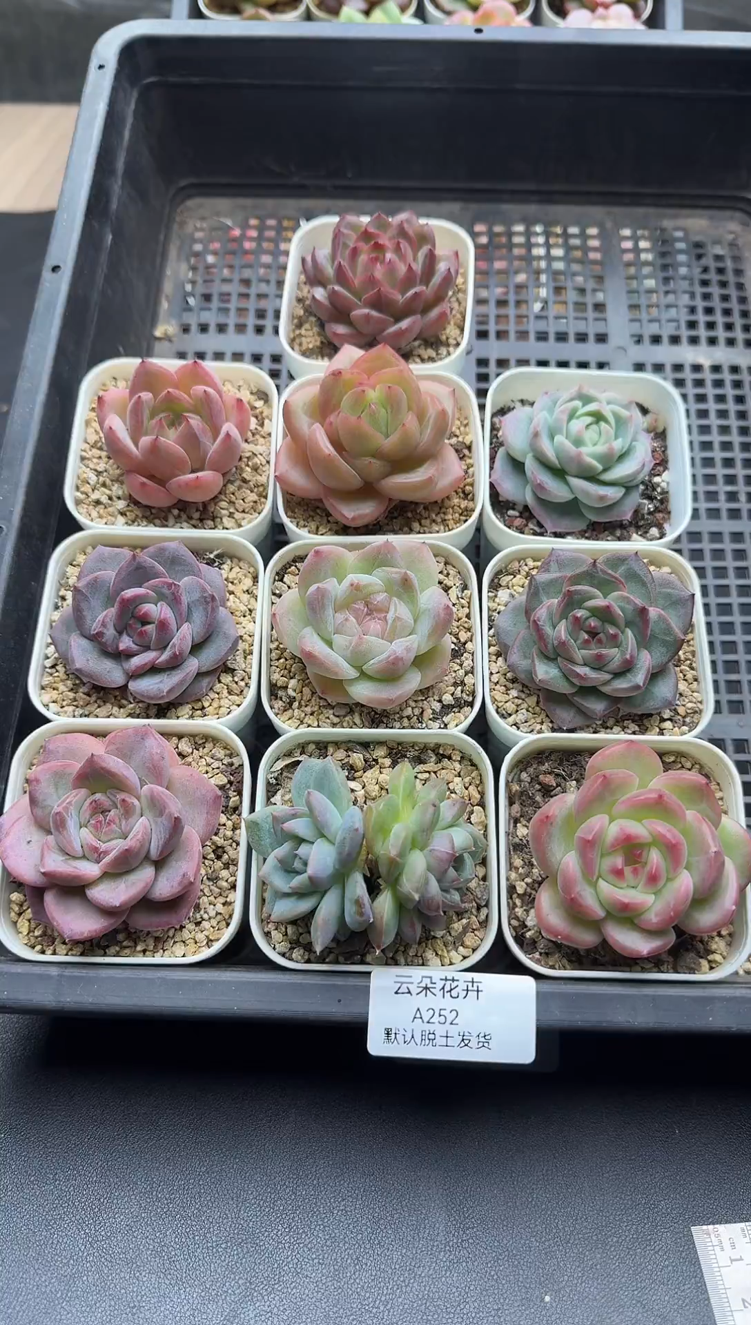 珍妮多肉链接A252