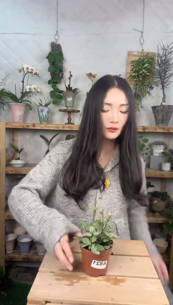 无花朵821轮叶豆瓣绿育苗盆