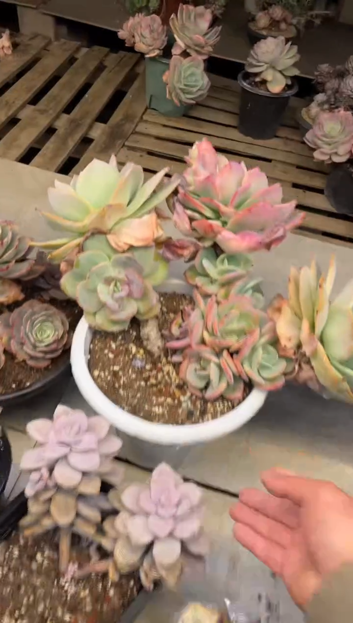 【闪购商品】340白凤