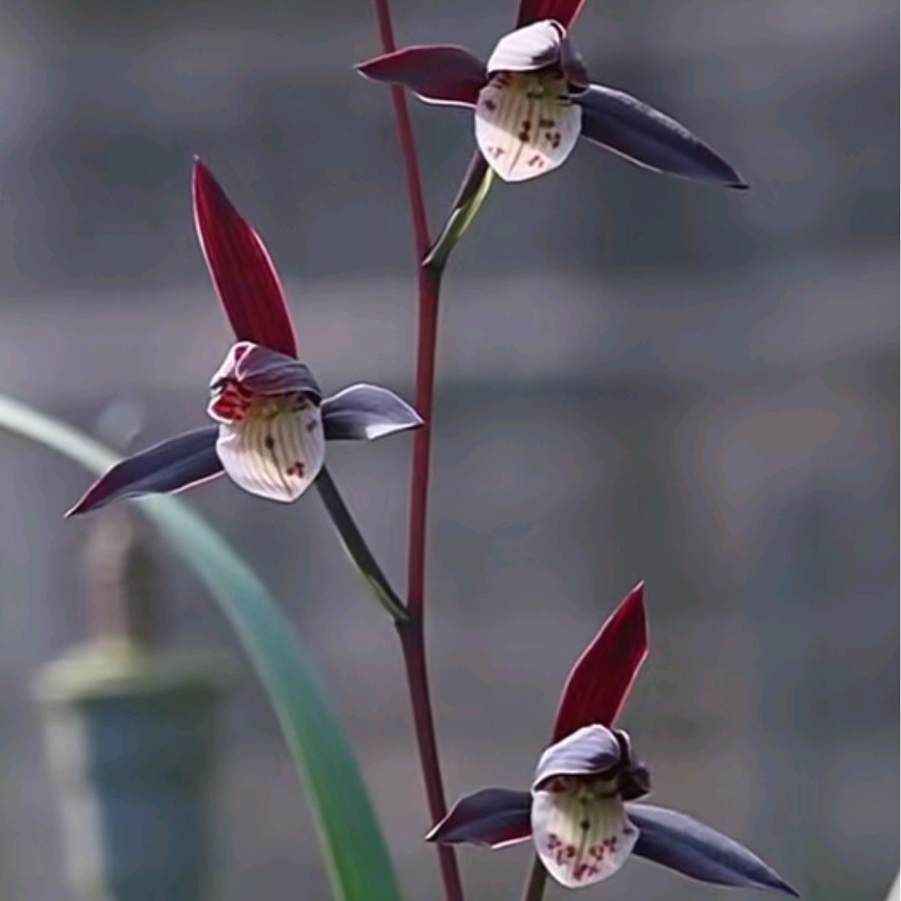 【紫寒】寒兰名品稀有名贵老品种 浓香 经典名贵 高端兰花 幽香好养