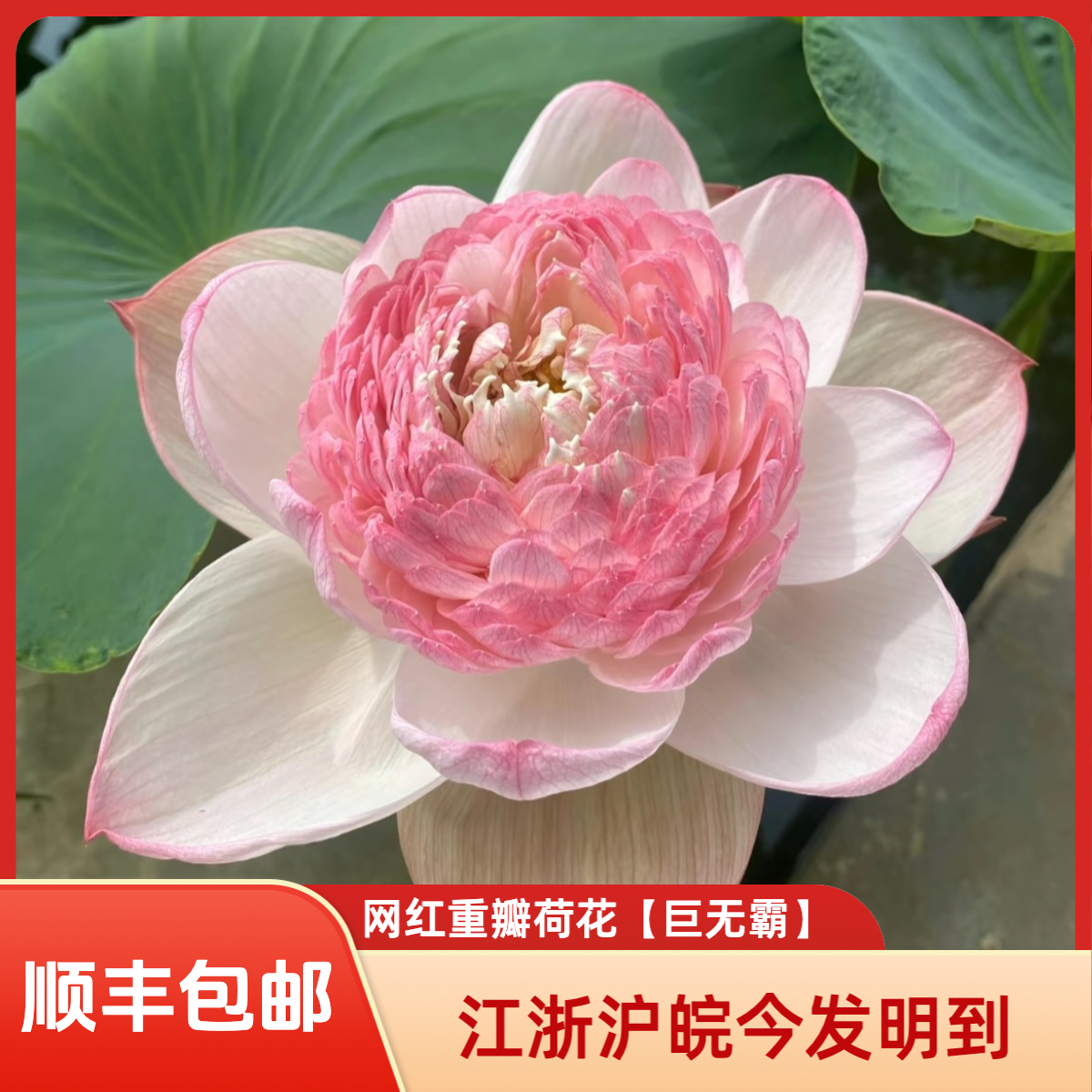 网红重瓣荷花【巨无霸】 基地现采现发 顺丰包邮 江浙沪皖今发明到