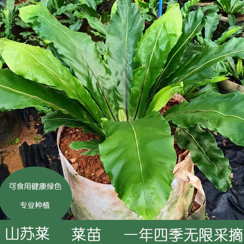 可食用鸟巢厥盆栽花苗室内室外观叶山苏花卉植物绿植大苗
