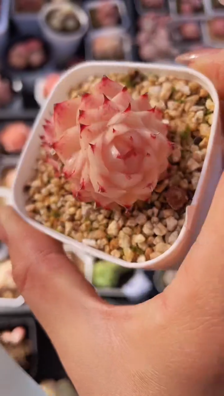 【闪购商品】563荆棘玫瑰多肉