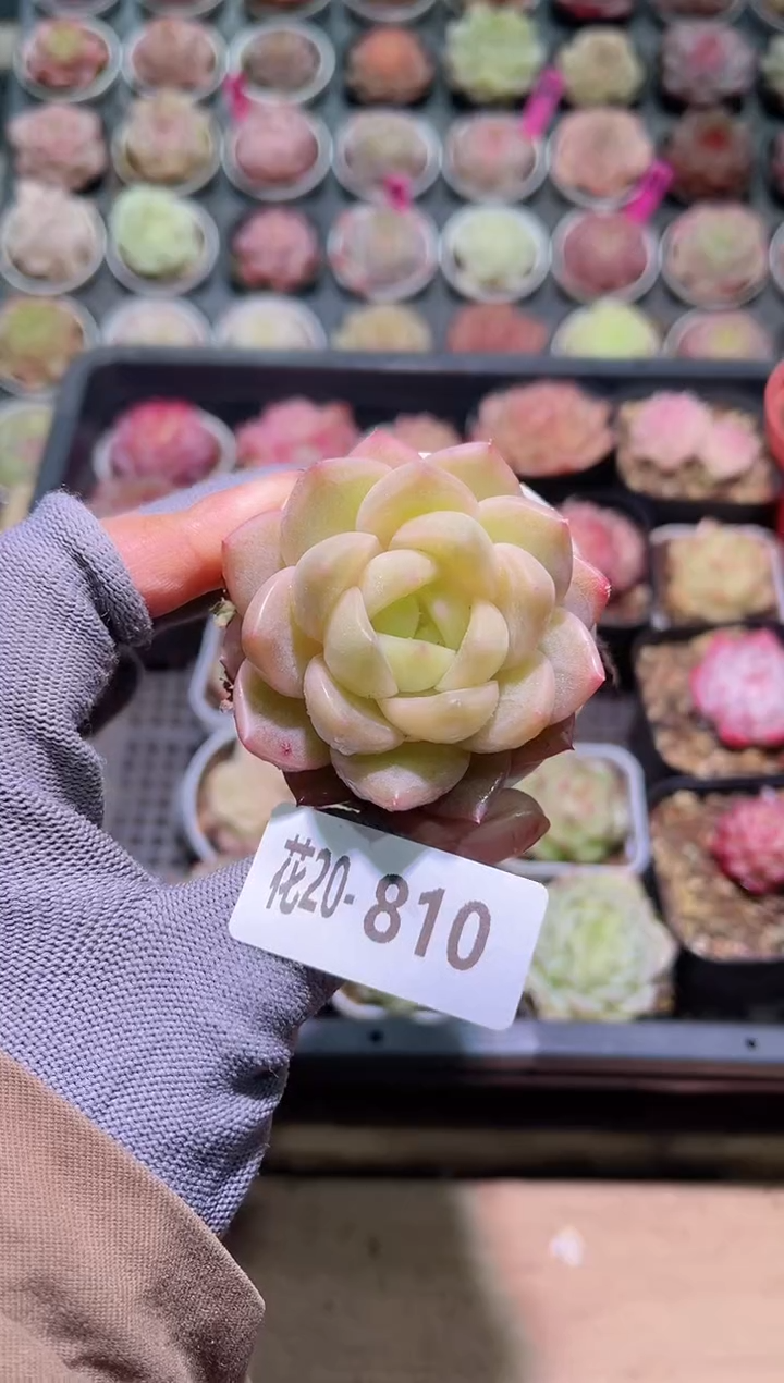 【闪购商品】20-810新品