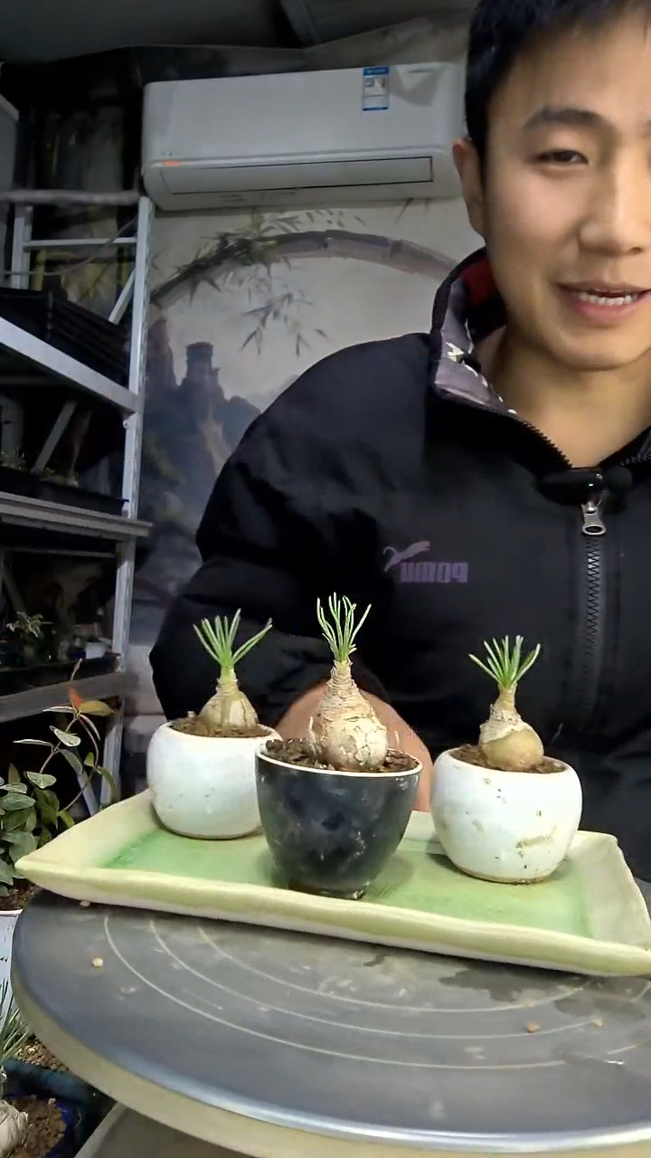 3**9中青园艺一物一拍花171