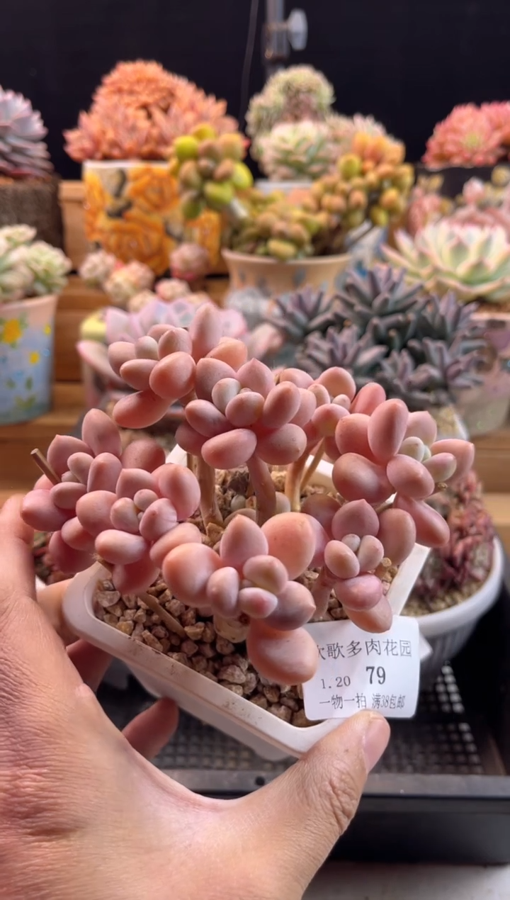 【闪购商品】1.20-79洛神