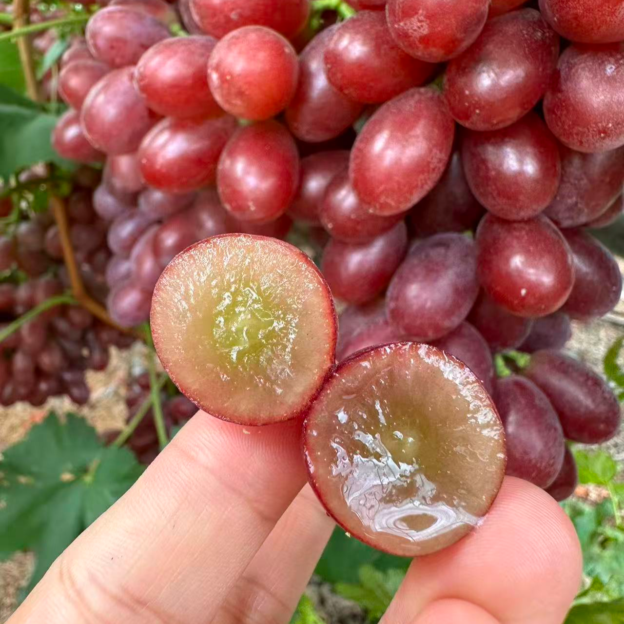 大凉山高海拔克伦生无籽葡萄脆甜多汁顺丰直发