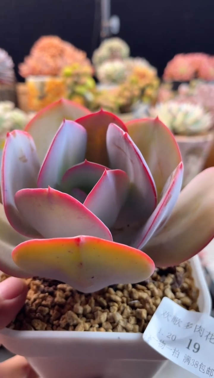【闪购商品】1.20-19布鲁克林的蓝