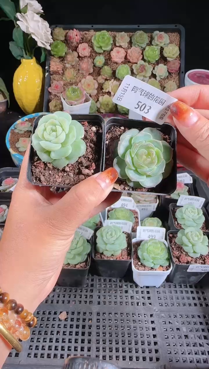 1115-503组合群生不包整