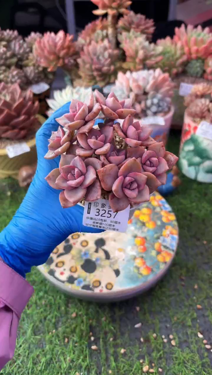 昆明印象多肉3257