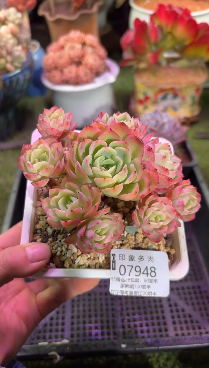 【闪购商品】07948