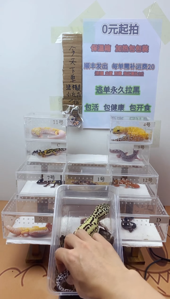 豹纹守宫豹纹守宫幼苗亚成体成体肥尾