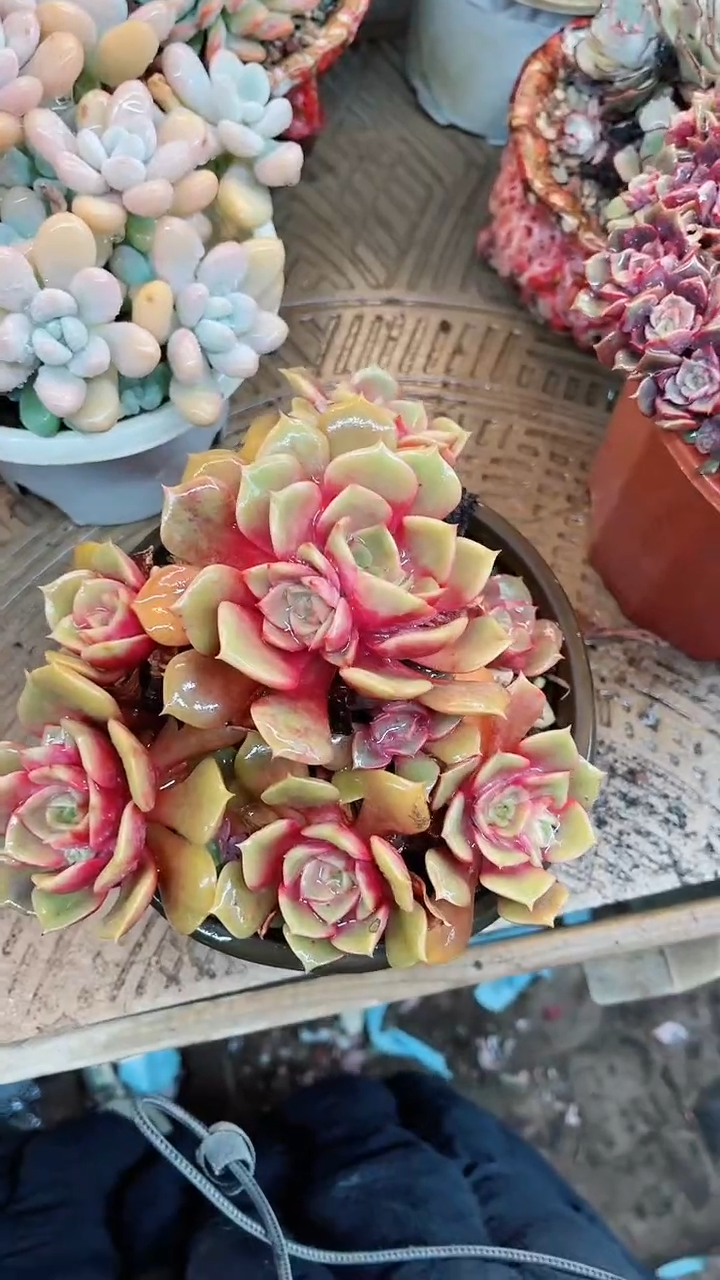 【闪购商品】15115