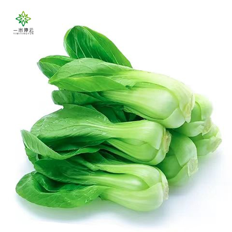 小油菜300g±5g份小油菜300g±5g份