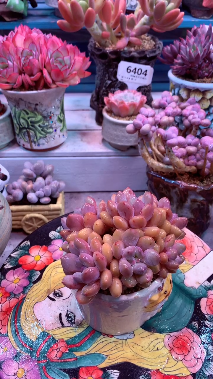 245V 不知名 新品