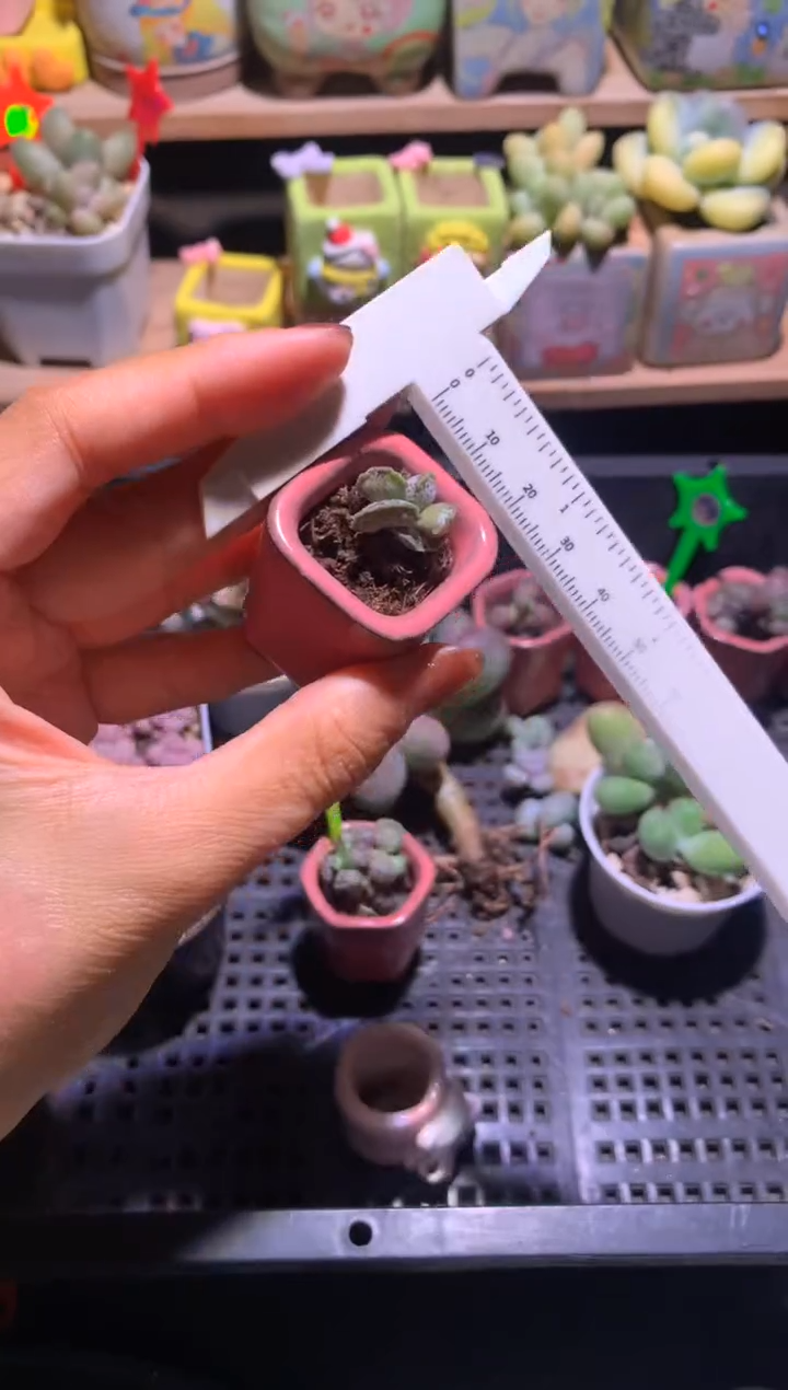 变异小海豹多肉，满28包邮，不满发一个叶片到付