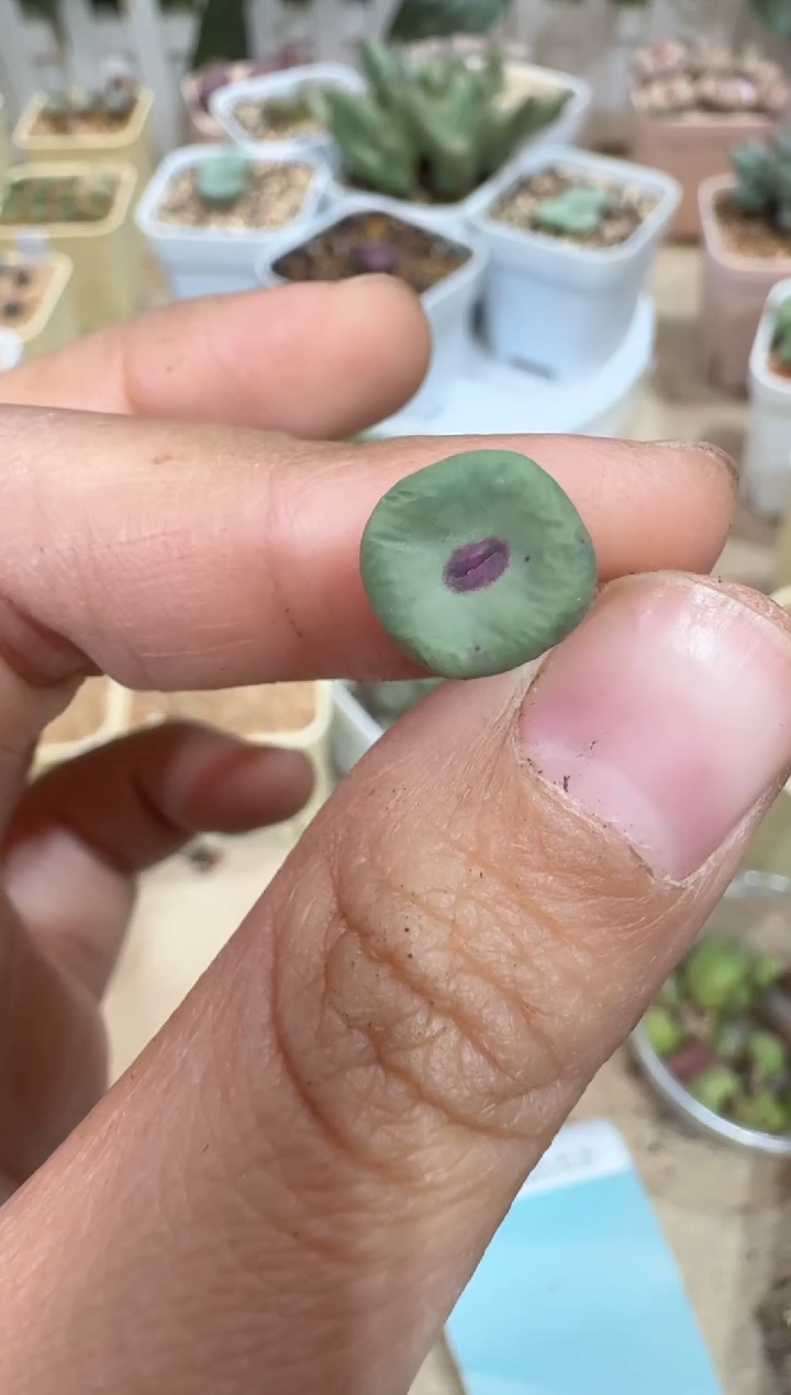 28-371多肉植物肉锥SE