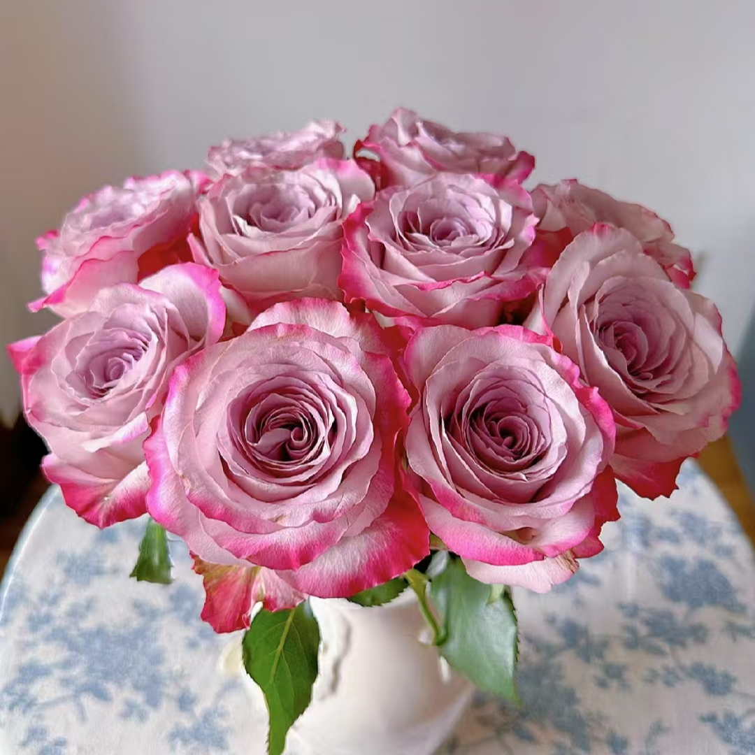 气场单头玫瑰-家养鲜花云南基地直发-