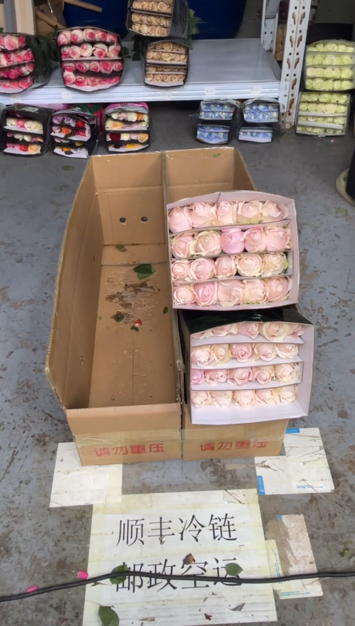 粉红2扎           