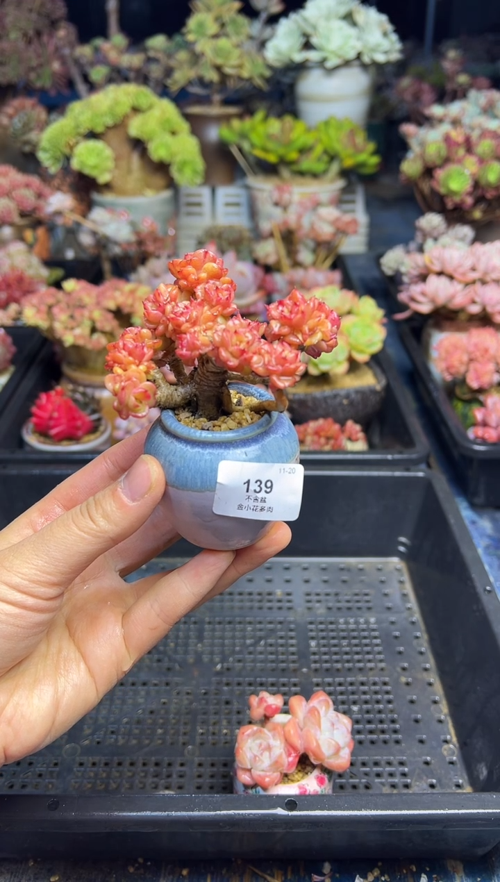 网*139            不带盆