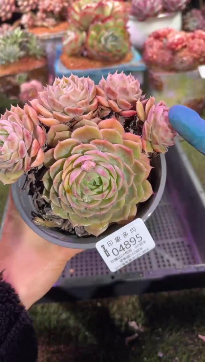 【闪购商品】04895