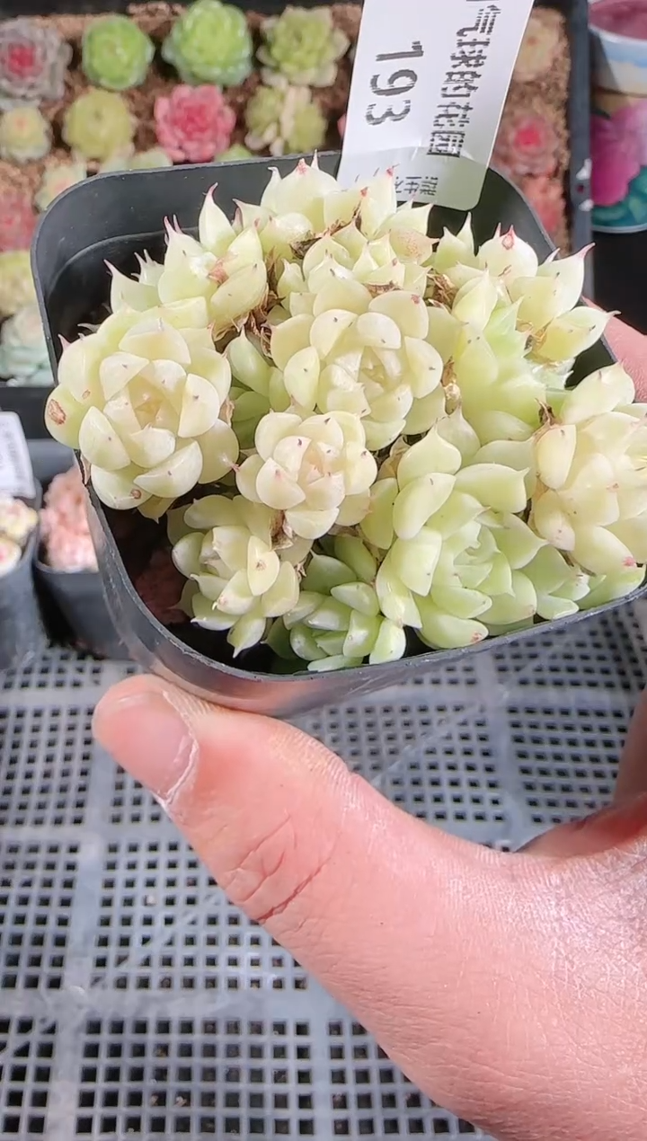 1203-193多肉群生不包整