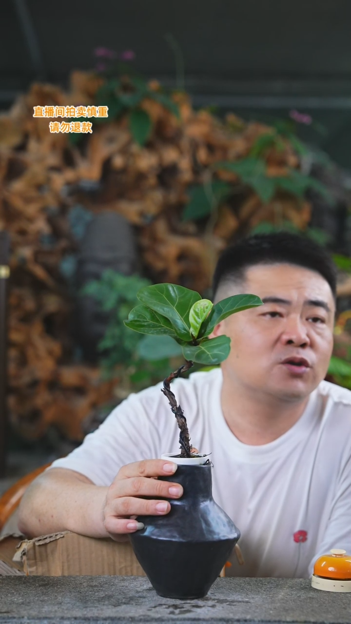 当前无花栽培后可以开花琴叶榕黑色瓷器瓶215T