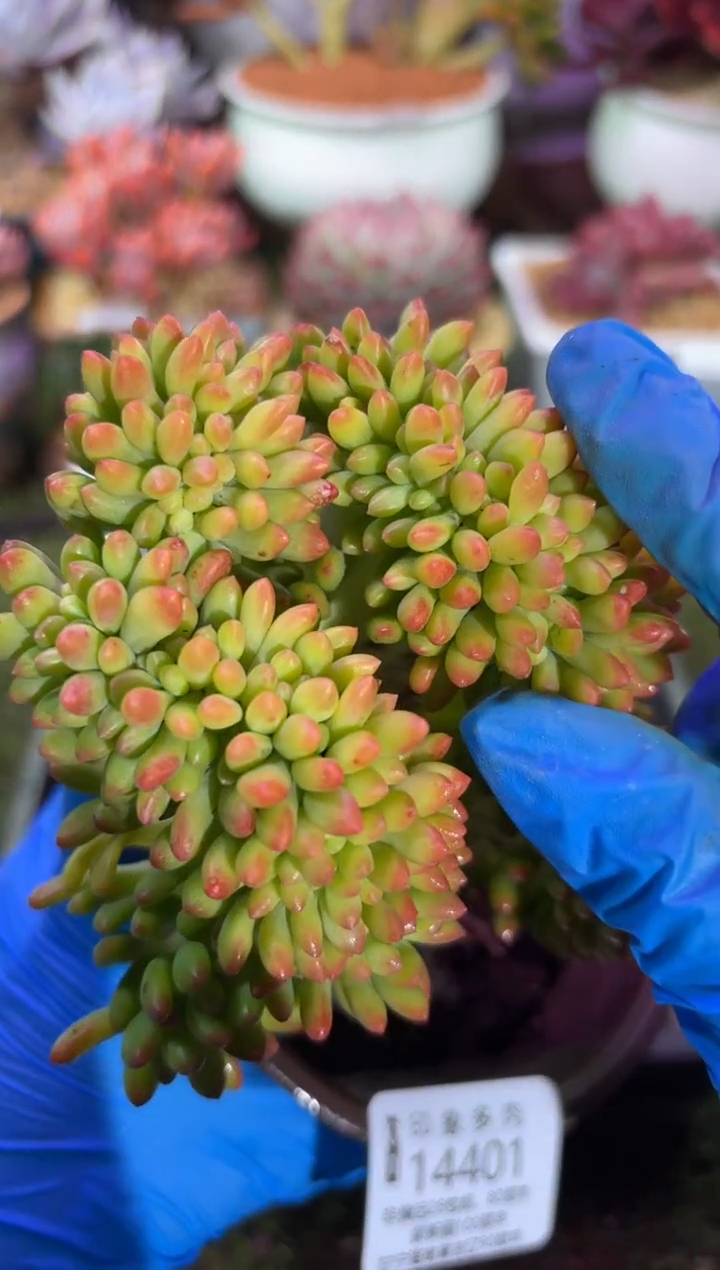 【闪购商品】14401