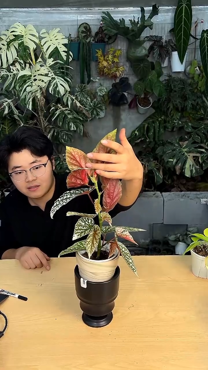 完全开放富士山（弱锦）