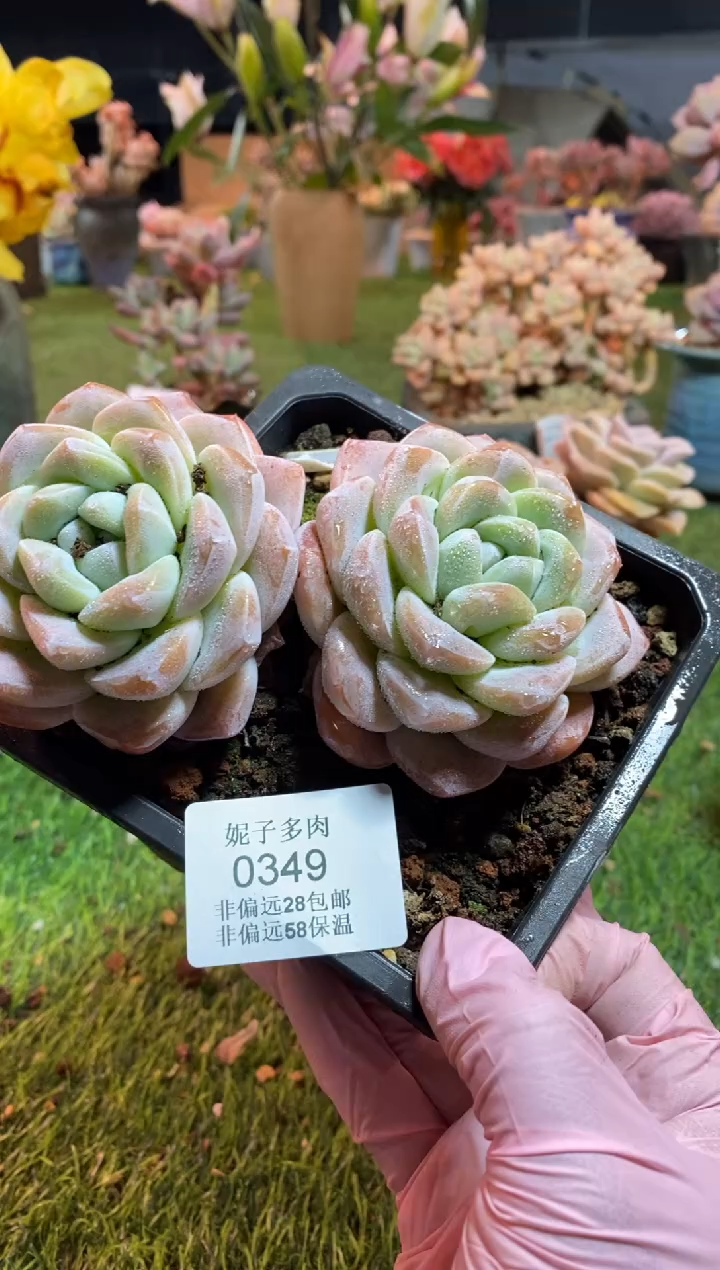 【闪购商品】0349a