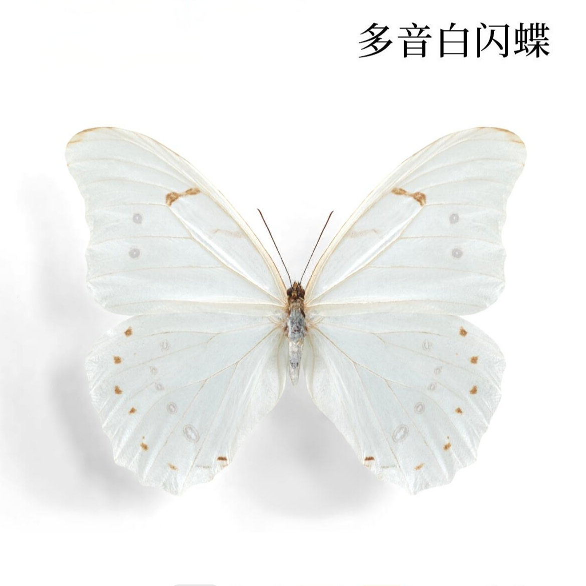 多音白闪蝶A1蝴蝶标本装饰画流氓叙事缪宏谟剧本杀伴手礼