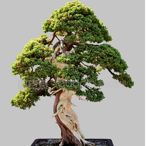 福建小叶雀舌黄杨树