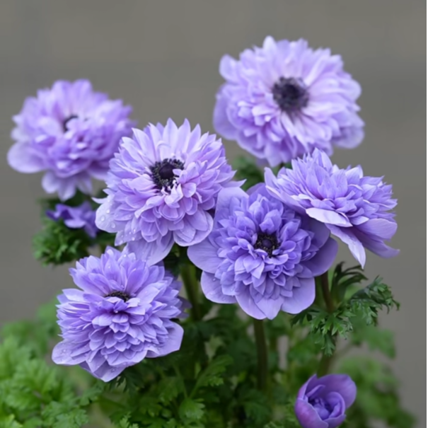 【银莲花】室内室外好养耐寒银莲花花卉盆栽