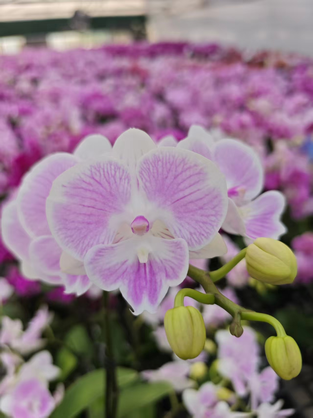 高品质紫粉色蝴蝶兰【养乐多】带花剑带花苞四季开花室内好养盆栽