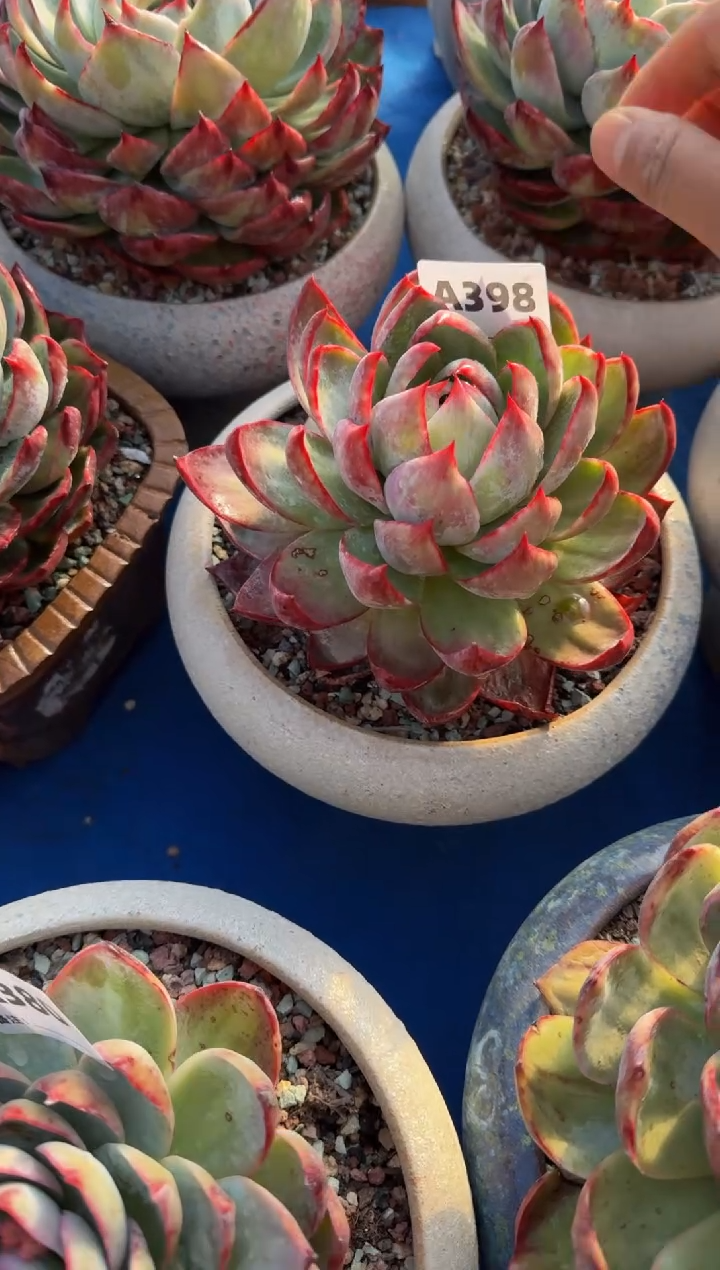 【闪购商品】A398惊鸿仙子（裸根发货）