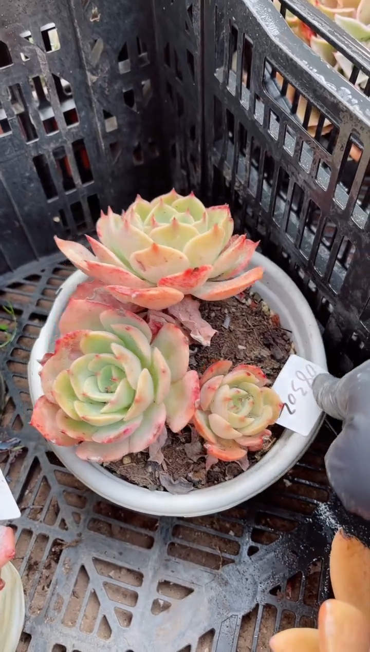 【闪购商品】08301多肉