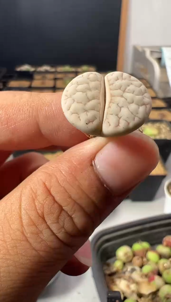 一物一拍                784