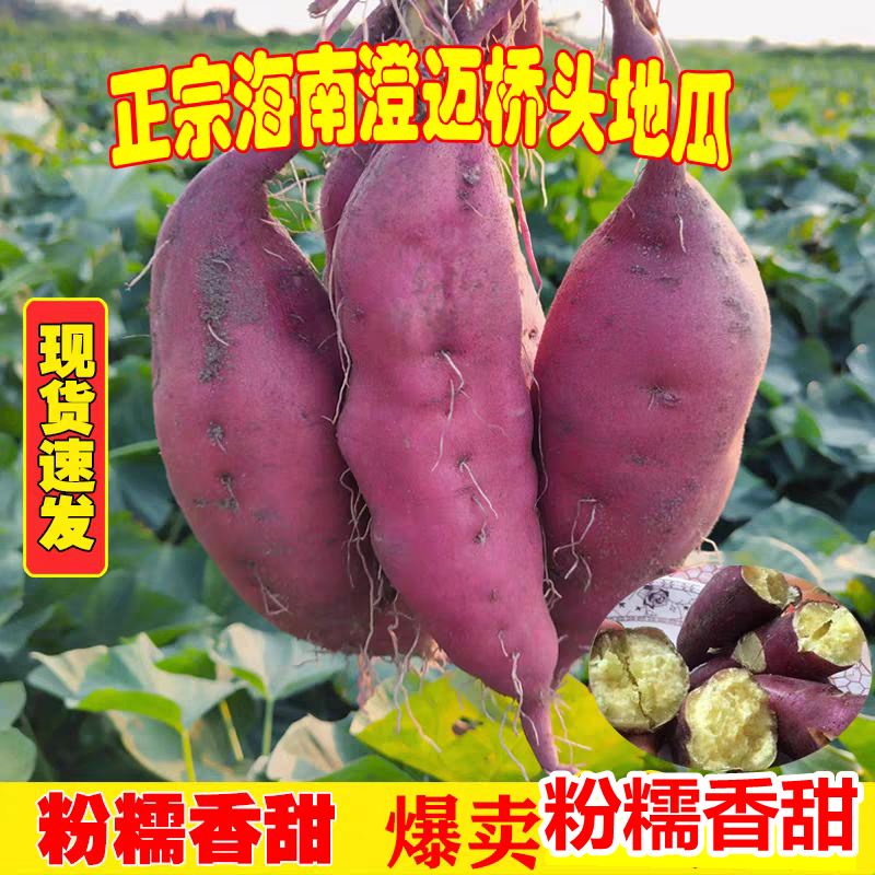 正宗海南澄迈桥头地瓜小香薯板栗红薯粉糯香甜宝宝辅食新鲜现挖