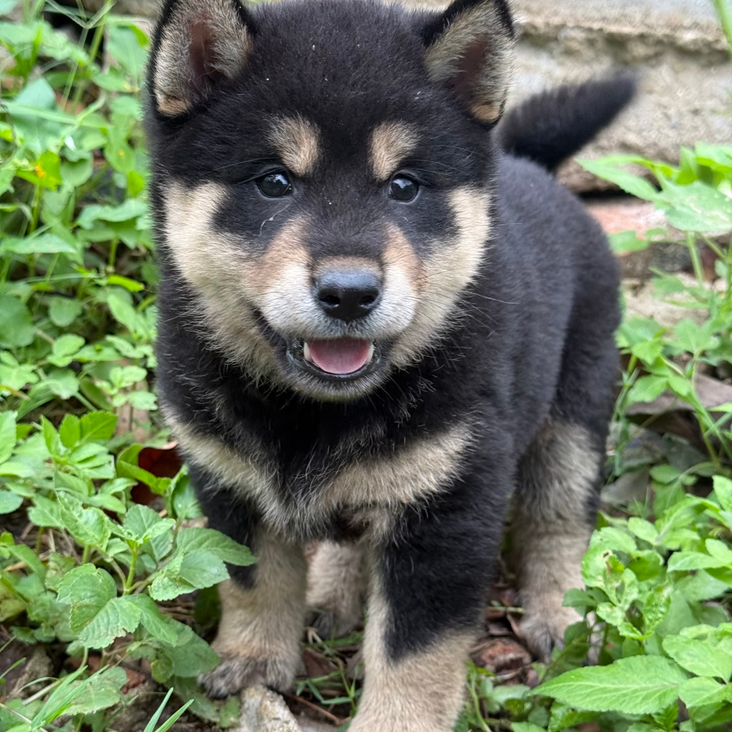 【特价】中华田园犬-五黑/黄狗白面/铁包金/土松等