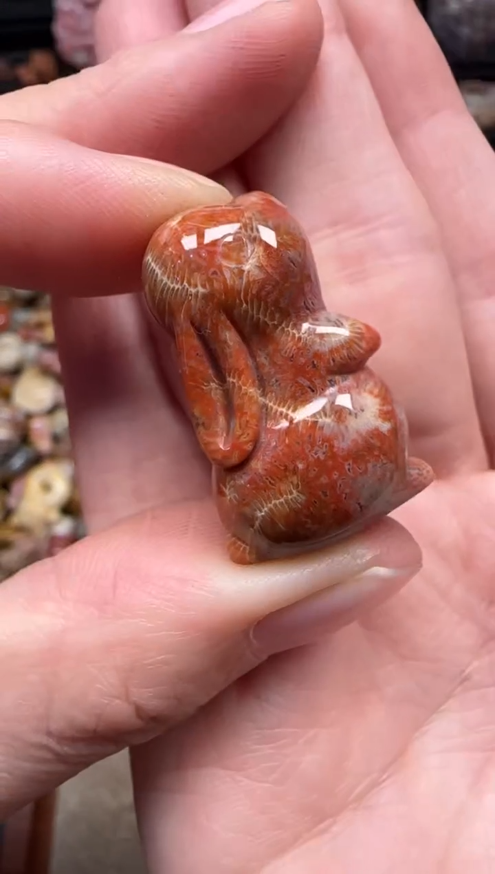 颈饰未镶嵌硅化珊瑚（珊瑚玉）244