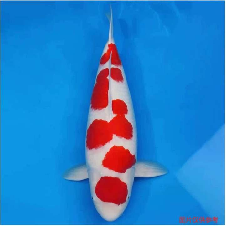 24-28公分观赏鱼精选红白大正品种多多包邮包活