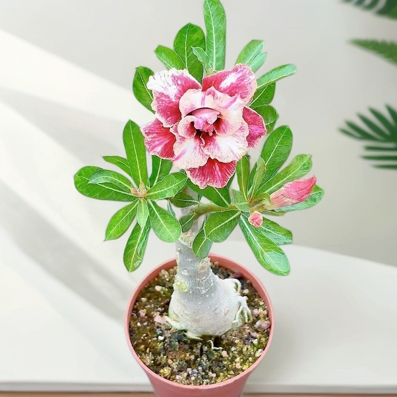 【重瓣沙漠玫瑰】仙人球盆栽桌摆好活美观办公室花卉绿植净化空气