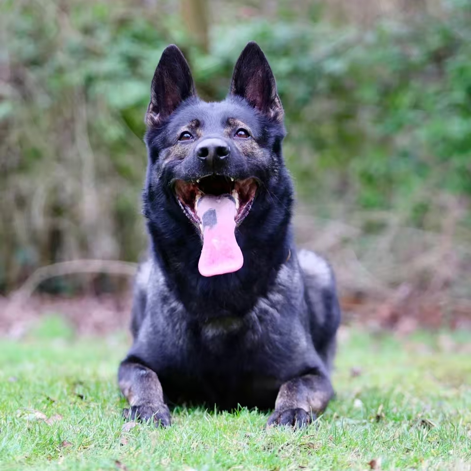 【久久东德】东德牧羊犬 纯血统 带证