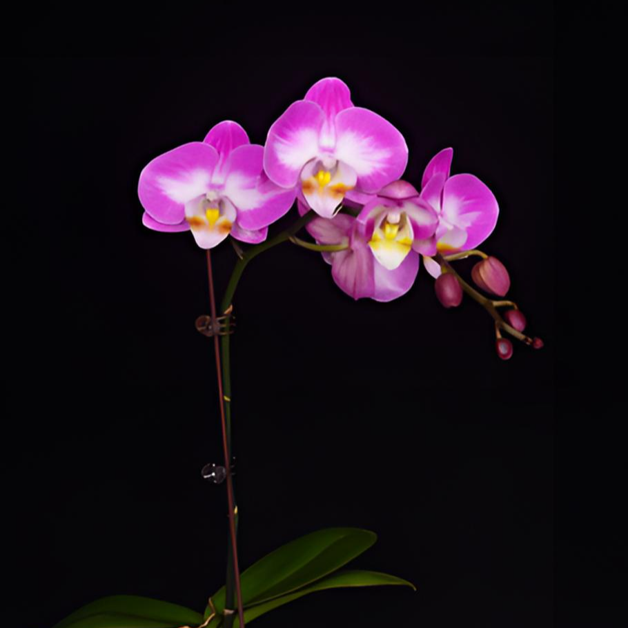 悠花里蝴蝶兰【双 雪山飞狐】2.8寸全花开花株发货
