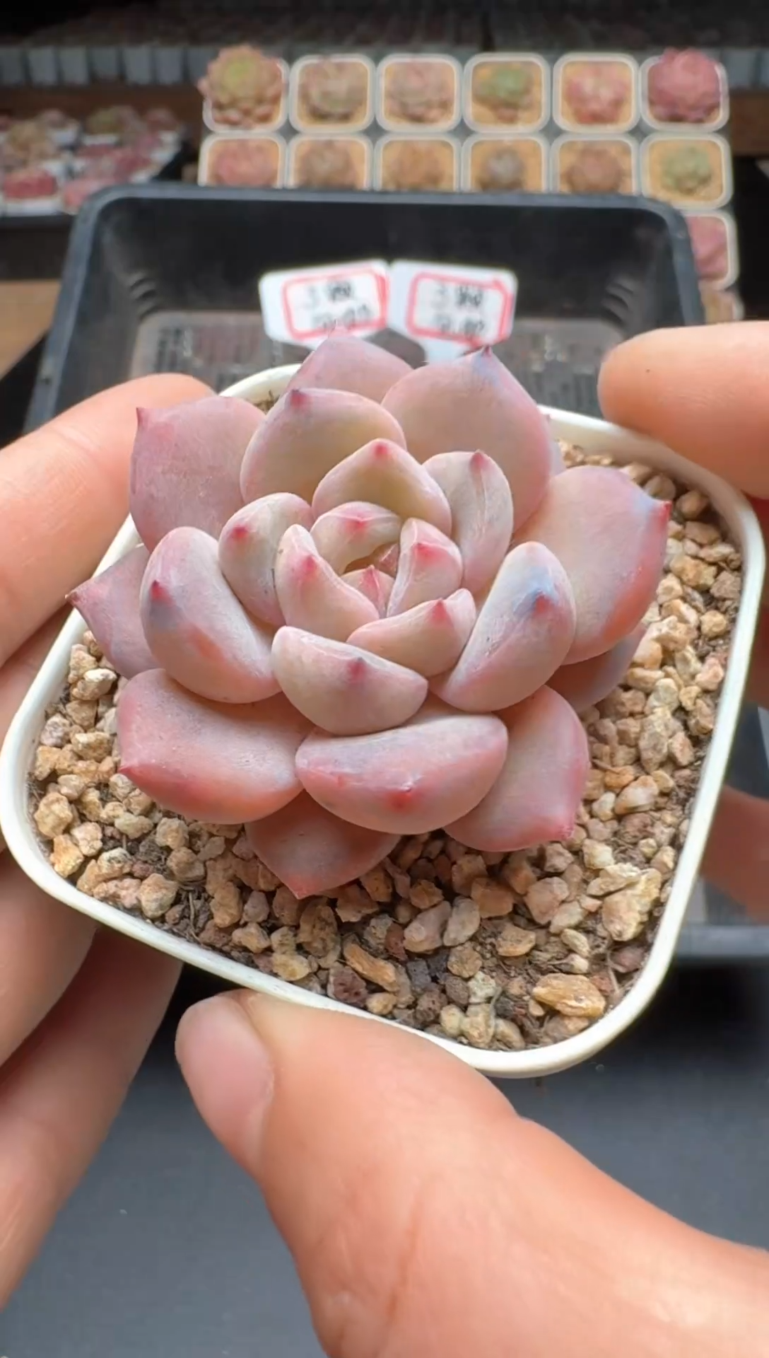 【闪购商品】161号 珍妮杂交多肉 花卉植物