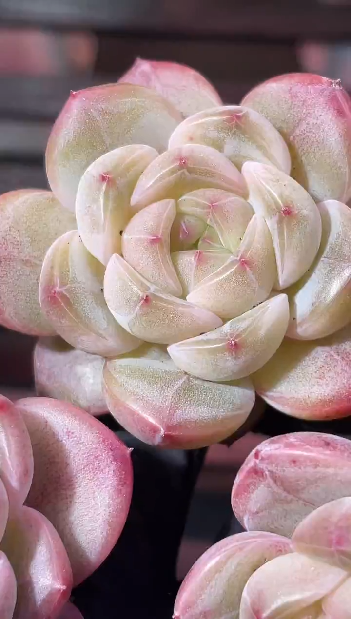 33-30 草莓波波4-5厘米量拍发一颗