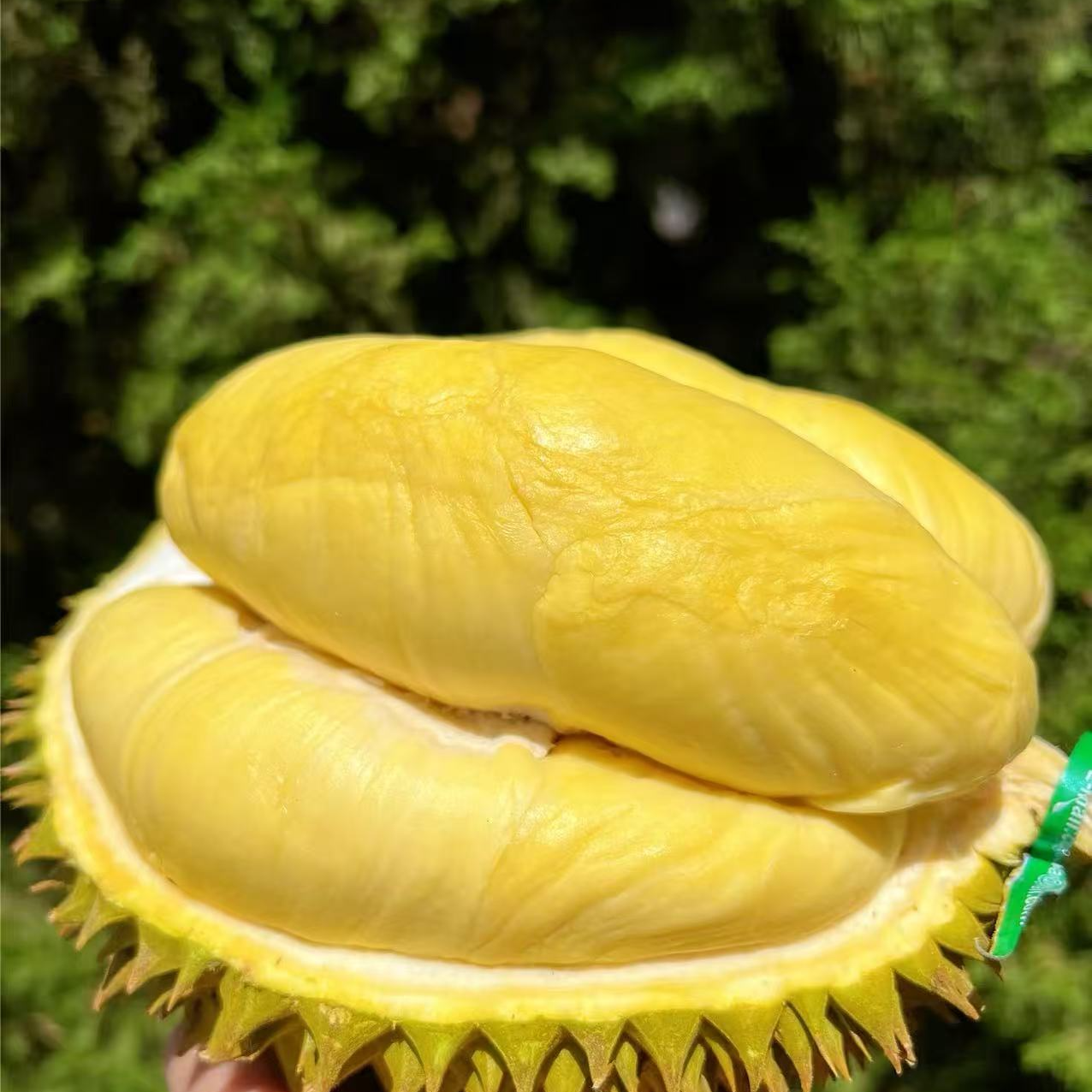 福利、【一果一拍】泰国空运树上熟金枕头鲜榴莲 3.5-6斤 核小金枕泰国榴莲金枕泰国