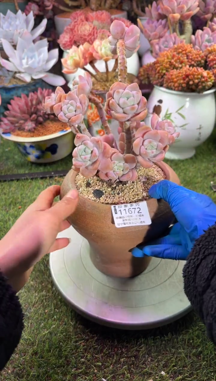 【闪购商品】11672